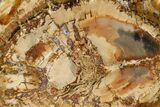 Petrified Wood (Araucaria) Round - Madagascar #157733-1